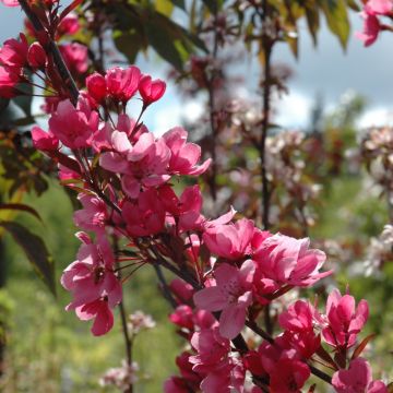 Malus, Flowering Crabapple 'Showtime™' (Large Sizes)