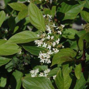 Cornus, Red Twig Dogwood 'First Editions® Firedance™'