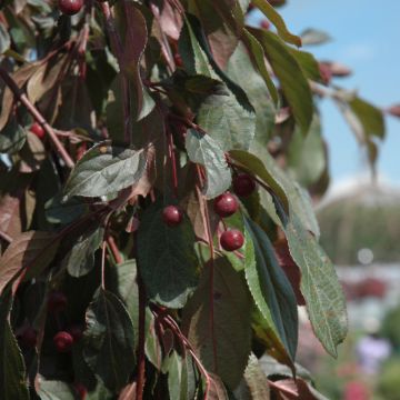 Malus, Flowering Crabapple 'First Editions® Ruby Tears™' (Large Sizes)