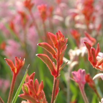 Anigozanthos 'Kangaroo Paw'