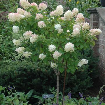 Hydrangea, Panicle 'Limelight' Tree Form (Large Sizes)