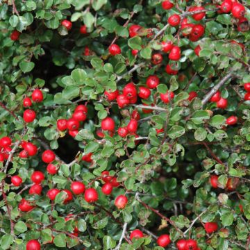 Cotoneaster, Cranberry Cotoneaster