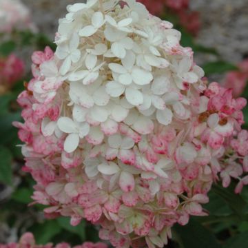 Hydrangea, Panicle 'First Editions® Vanilla Strawberry™'