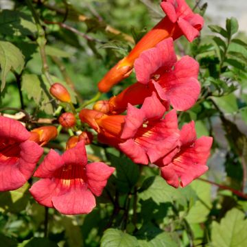 Campsis, Trumpet Vine 'Balboa Sunset®'