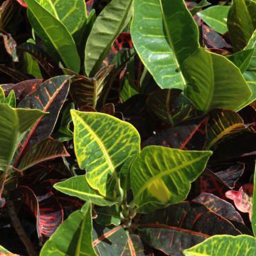 Codiaeum, Variegated Croton, Bush Form