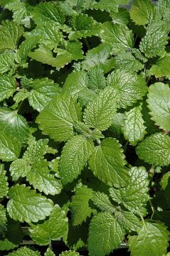 Lemon Balm (Herb)