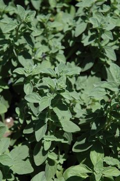 Origanum, Italian Oregano