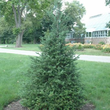 Abies, Canaan Fir (Large Sizes)