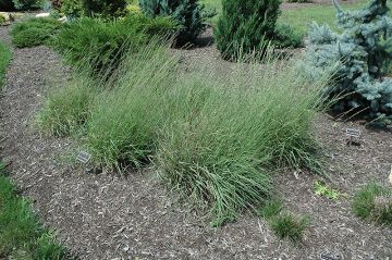 Bouteloua, Sideoats Grama 'Minnesota Native'