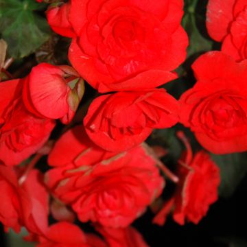 Begonia Rieger, Solenia® 'Red'