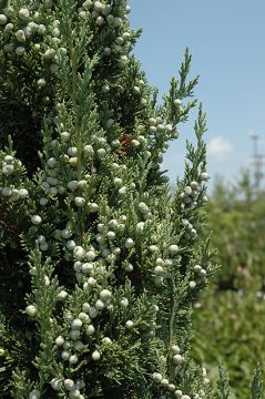 Juniperus, Chinese Juniper 'Trautman' (Large Sizes)