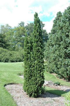 Thuja, Arborvitae 'DeGroot's Spire' (Large)