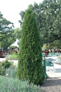 Thuja, Arborvitae 'Emerald Green' (Large)