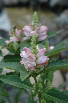 Chelone, White Turtlehead 'Minnesota Native'