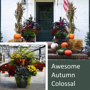 22" Awesome Autumn Colossal, Fall Front Door Package