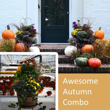 16" Awesome Autumn Combo, Fall Front Door Package