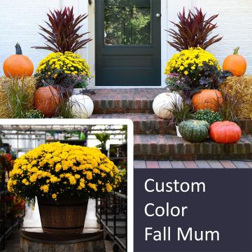 16" Custom Color Fall Mum, Fall Front Door Package