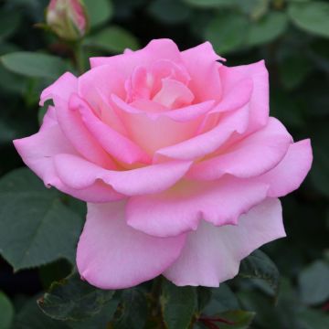 Rosa, Tea Rose 'Falling in Love™'