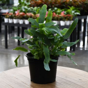 Phlebodium Aureum 'Bluestar Fern'