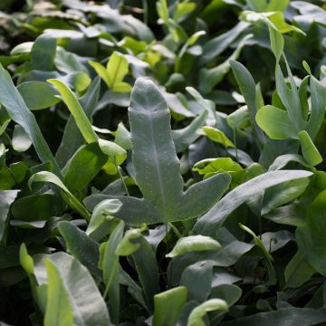 Phlebodium Aureum 'Bluestar Fern'