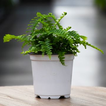 Nephrolepis Obliterata 'Emerald Queen Fern'