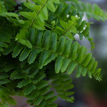 Nephrolepis Obliterata 'Emerald Queen Fern'