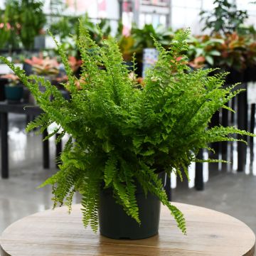 Nephrolepis Exaltata 'Fluffy Ruffles Fern'