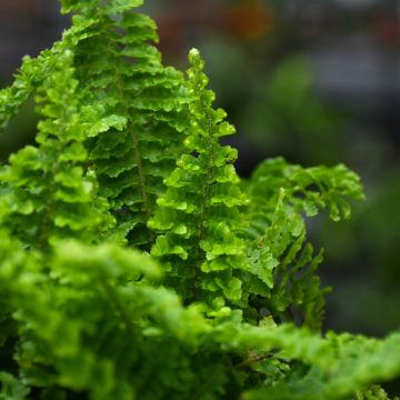 Nephrolepis Exaltata 'Fluffy Ruffles Fern'