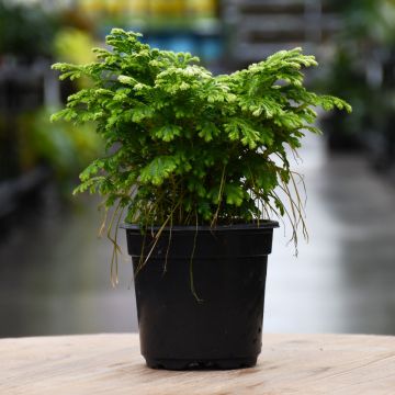 Selaginella, Spikemoss 'Frosty Fern'