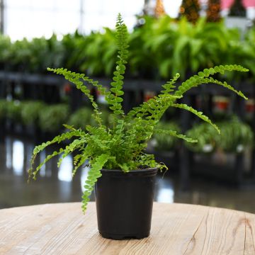 Nephrolepis Cordifolia 'Lemon Buttons Fern'