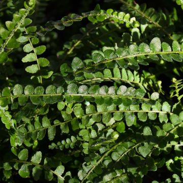 Nephrolepis Cordifolia 'Lemon Button Fern'