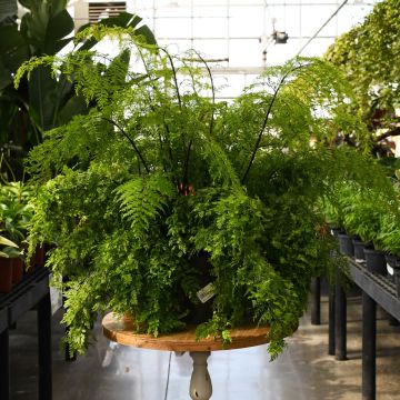 Asplenium Bulbiferum 'Mother Fern'