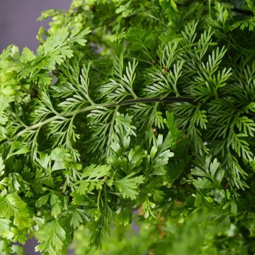 Asplenium Bulbiferum 'Mother Fern'