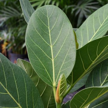 Ficus Benghalensis 'Audrey' Column Trunks