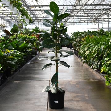 Ficus Benghalensis 'Audrey' Column Trunks