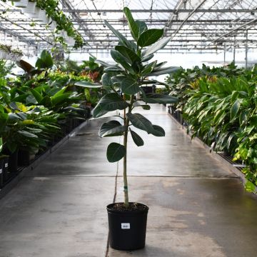 Ficus Benghalensis 'Audrey' Single Trunk