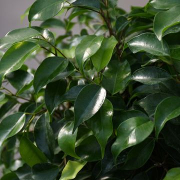 Ficus Benjamina, Single Trunk