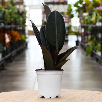 Ficus Burgundy Abidjan