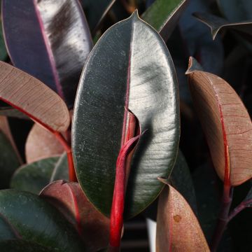 Ficus Elastica 'Abidjan'