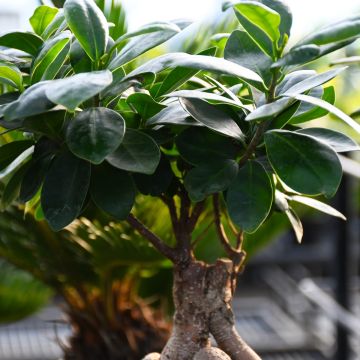 Ficus Ginseng