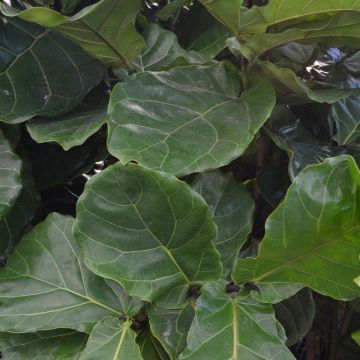 Ficus Lyrata 'Fiddle Leaf Fig'