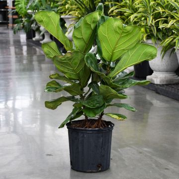 Ficus Lyrata 'Fiddle Leaf Fig'