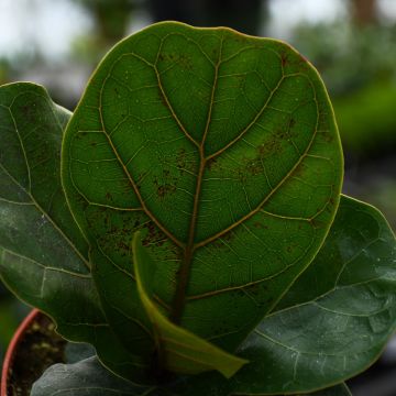 Ficus Lyrata 'Compacta'