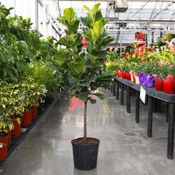 Ficus Lyrata 'Fiddle Leaf Fig' Single Trunk