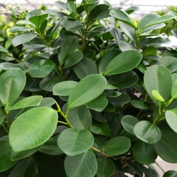 Ficus Microcarpa 'Moclame' Single Trunk