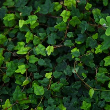 Ficus Pumila 'Quercifolia'