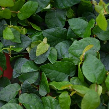 Ficus Pumila 'Repens'