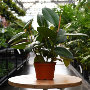 Ficus Robusta Green