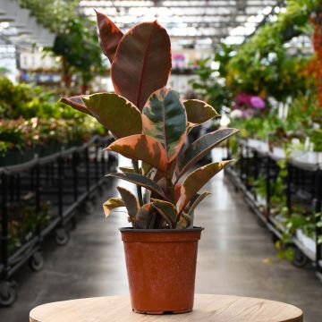 Ficus Ruby Belize