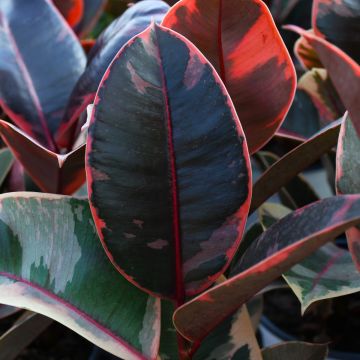 Ficus Elastica 'Belize'